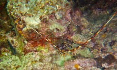 JADRAN - morski organizmi jastog Jadran