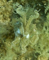 JADRAN - morski organizmi morska sipa - Ugljan