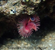 JADRAN - morski organizmi morski crv