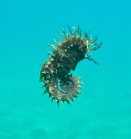 JADRAN - morski organizmi morski konjicek Jadran