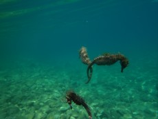 JADRAN - morski organizmi morski konjicki - Jadran