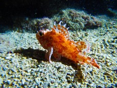 JADRAN - morski organizmi morski vrag