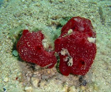 JADRAN - morski organizmi rdeca korala