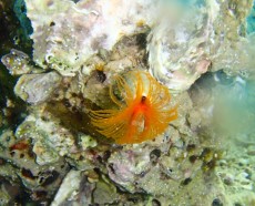 JADRAN - morski organizmi tube worm