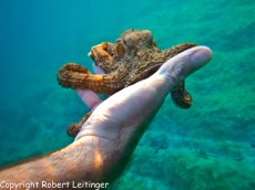 JADRAN - morski organizmi ugriz hobotnice
