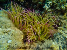 JADRAN - morski organizmi voscena morska vetrnica