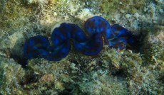 AQUA-RO-DISEGN Maldivi Tridacna blue