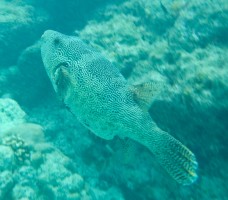 AQUA-RO-DISEGN Maldivi napihovalka pod vodo