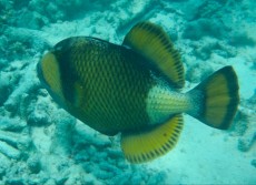 MALDIVI - morski organizmi Balistoides viridescens