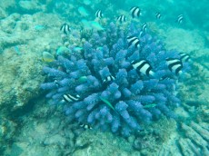 MALDIVI - morski organizmi acropora