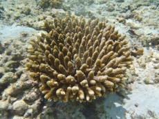 MALDIVI - morski organizmi acropora brown