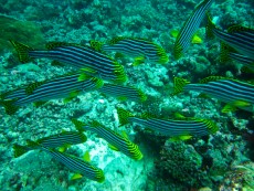 MALDIVI - morski organizmi big fish