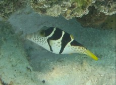 MALDIVI - morski organizmi box fish