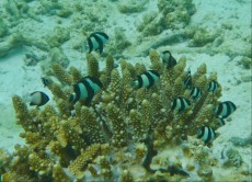 MALDIVI - morski organizmi damsel