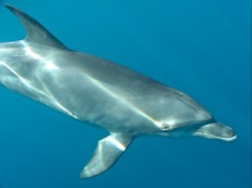 MALDIVI - morski organizmi delfin