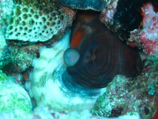 diving Maldivi hobotnica