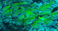 diving Maldivi jat rib