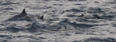 diving Maldivi jata delfinov