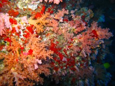 diving Maldivi korale
