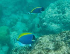 diving Maldivi leucosternon