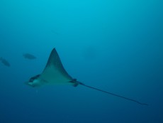 diving Maldivi manta