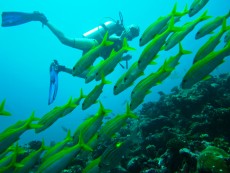 diving Maldivi morske ribe