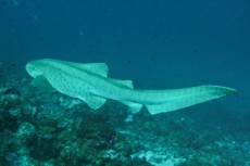diving Maldivi morski pes