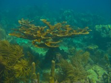 DOMINIKANSKA REPUBLIKA - morski organizmi Siona scuba diving