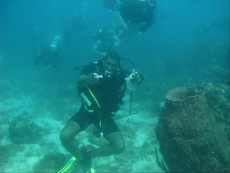 DOMINIKANSKA REPUBLIKA - morski organizmi diving - dominikana