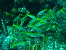 DOMINIKANSKA REPUBLIKA - morski organizmi morske ribe - Dominikana