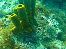 DOMINIKANSKA REPUBLIKA - morski organizmi murena
