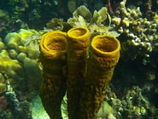 DOMINIKANSKA REPUBLIKA - morski organizmi trda korala