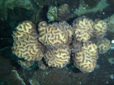 TAJSKA - morski organizmi Mango bay
