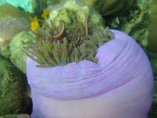 TAJSKA - morski organizmi gojenje klovnov