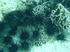 TAJSKA - morski organizmi strupeni jezi