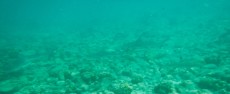 TAJSKA - Morski organizmi  5 BLACK TIP SHARK ON PHI PHI DON