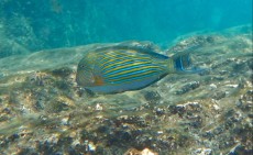 TAJSKA - Morski organizmi  ACANTHURUS DOKTOR FISH
