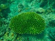 TAJSKA - Morski organizmi  ACROPORA THAILAND