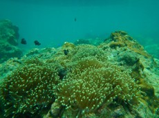 TAJSKA - Morski organizmi  APOGON