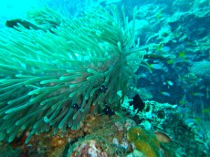 TAJSKA - Morski organizmi  APOGONI IN ANEMONA