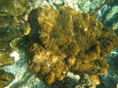 TAJSKA - Morski organizmi  DISCOSOMA