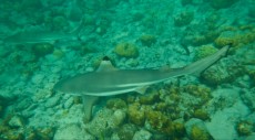 TAJSKA - Morski organizmi  FOTOSHOOTING SHARKS ON PHI PHI DON