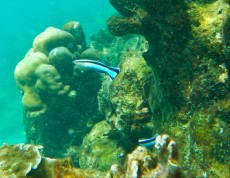 TAJSKA - Morski organizmi  LABROIDES DIMIDIATHUS