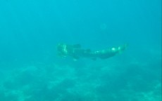 TAJSKA - Morski organizmi  LEOPARD SHARK ON PHI PHI DON