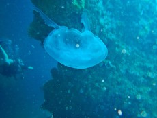TAJSKA - Morski organizmi  MEDUZA ON PHI PHI DON