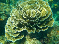 TAJSKA - Morski organizmi  MONTIPORA