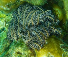 TAJSKA - Morski organizmi  MORSKA LILIJA
