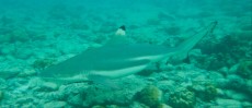 TAJSKA - Morski organizmi  ROBERT LEITINGER AND BLACKTIP SHARK ON THAILAND