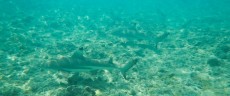 TAJSKA - Morski organizmi  SHARKS ON PHI PHI DON
