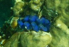 TAJSKA - Morski organizmi  TRIDACNA BLUE